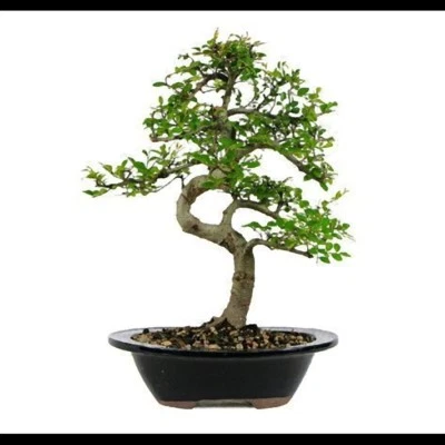Bonsai seeds assorted lot choose from large selection choose from TREE seeds UK - Image 1 of 4