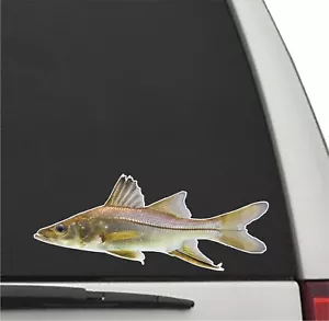 SWORDSPINE SNOOK Fisch Vinyl Aufkleber Auto LKW Aufkleber Angeln Aufkleber - Bild 1 von 1