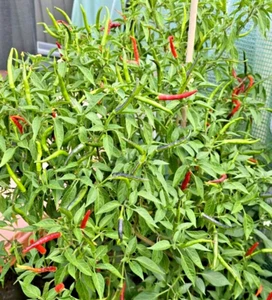 Extreme Hot Skinny Green Chilli 20 Seeds - OZ Backyard Grown Seeds - Picture 1 of 4