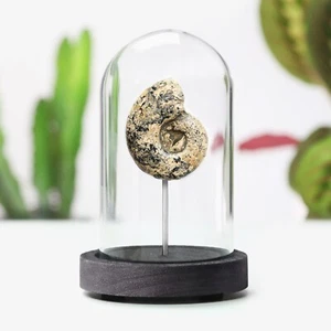 Metallhändler Ammonit Glockenglas echter Dinosaurier fossil Wohnkultur Innenarchitektur - Bild 1 von 4
