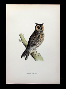 LONG EARED OWL, original antique ornithological, bird print, MORRIS, 1895