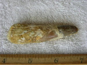 Dinosaur fossil tooth Pliosaurus Jurassic Marine reptile RARE 2.5-3.5 inch DE08 - Picture 1 of 2