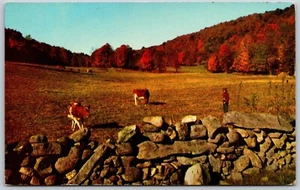 Postcard Farm Scene Farmer with Cows in Field Stone Wall Fall Autumn Landscape - Picture 1 of 2