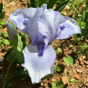 Standard Dwarf Bearded Iris Rhizome "BEDFORD LILAC" Bennett Jones 1991 AWARDS - Picture 1 of 3