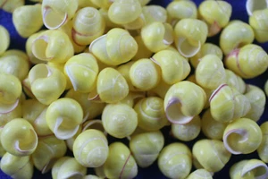 SMALL LAND SNAILS, Yellow Shells, Sailors Valentines, Jewelry Supply, SS-70 - Picture 1 of 11