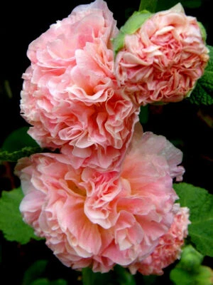 Alcea rosea Chaters Double Salmon Pink - Hollyhock - 10 Semi