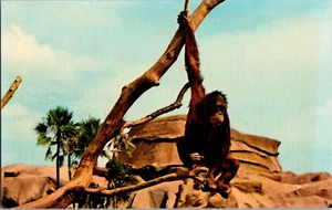 Postkarte Orang-Utan Busch Gärten Tampa Florida Chrom unbesendet - Bild 1 von 2