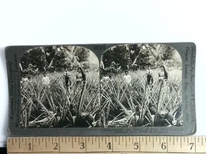 Keystone Stereoview 1900s Pineapple Fields Mayaguez Puerto Rico R128 - Picture 1 of 2
