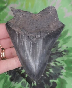 Megalodon Sharks Tooth 4 3/8" inch NO RESTORATIONS fossil sharks teeth tooth - Picture 1 of 2