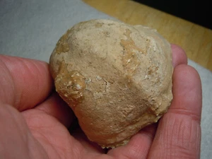 Gastrópodo grande belerofonte fósil raro de Kansas City EE. UU. 140 gramos - Imagen 1 de 12