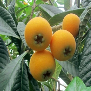 20 Stück/Beutel Wollmispelsamen, Nahrhaftes, Saftiges Protein Enthalten, Natürli - Bild 1 von 13