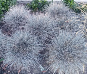 FESCUE AZUL Festuca Glauca - 1.000 semillas a granel - Imagen 1 de 1