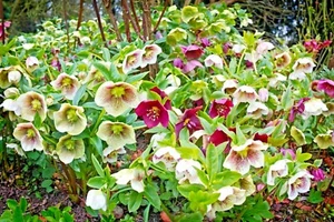 20 SEMILLAS DE ROSA DE NAVIDAD (HELLEBORES) - Helleborus - Imagen 1 de 9