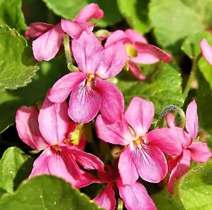 VIOLA ODORATA RUBRA, ROJO DULCE VIOLETA - Imagen 1 de 3