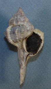 MUREX CRISOSTOMA 56,00 mm HERMOSO ESPÉCIMEN RARO de Barbados - Imagen 1 de 2