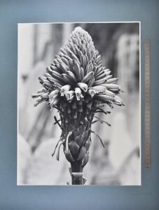 Fotografie Albert Renger-Patzsch, Liliaceae Aloe arborescens, Neue Sachlichkeit 
