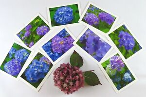 Set of 9 Hydrangea Floral Photo Greeting Cards, Blank Inside, 5X7, Great Gift!