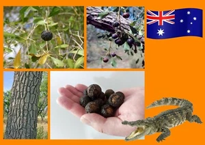 3 X KAKADU CROCODILE NUT SEEDS-RARE-NATIVE BUSH TUCKER-EDIBLE GARDEN SHRUB PLANT - Picture 1 of 12