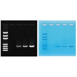 PCR Amplification of DNA - Picture 1 of 1