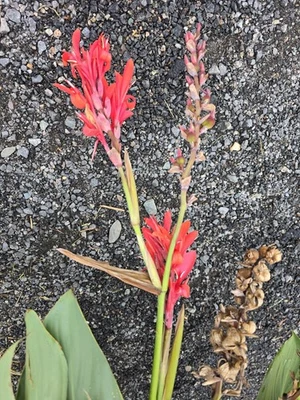 3 个灯泡 - Cana Lilly Bulbs Red Bloom with Burgundy-green leaves - 批量 3 个灯泡 — 第 1/4 张图片