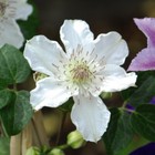 Clematis Destiny 2 Litre Hardy Shrub Potted Garden Plants T&M