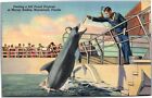 Postcard FL Marineland Marine Studios feeding 600 pound porpoise
