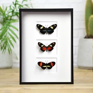 Myriad Longwing Trio Schmetterling Taxidermie Box Rahmen Wohnkultur Innenarchitektur - Bild 1 von 4