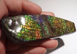 490 Carat! I Sammler Ammolite /Drachenschuppe Rot Grün-Golden-Orange   + VIDEO - Bild 1 von 6