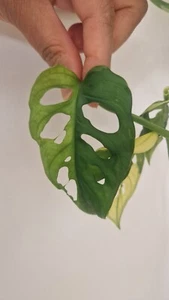 Monstera Adansonii Albo Archipelago HALF-MOON Variegated 1-LEAF Cut - Picture 1 of 1