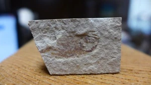 GEOLOGICAL ENTERPRISES Cretaceous FISH FOSSIL Scombroclupea gaudryi - Picture 1 of 4