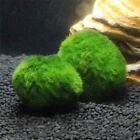 2X Marimo Moss Balls 2-3Cm Aquarium Plant Algae Fish Shrimp Tank Ornament