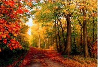 NORIMPEX 50x40 cm Malen nach zahlen Set mit Holzrahmen Park