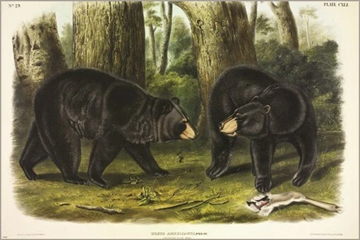 Póster artístico ilustración vintage American Black Bear de John James Audubon 20x30 Foto 1 de 1