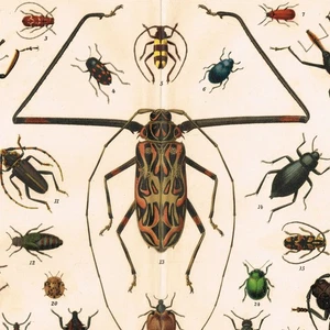 KÄFER KÄFER 2 1898 Antik Vintage Original Druck Coleoptera Coleopterologie - Bild 1 von 6