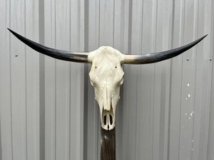 LONGHORN STEER SKULL 3 FEET 2 Inch WIDE Polished BULL HORN MOUNTED COW HEAD - Picture 1 of 3