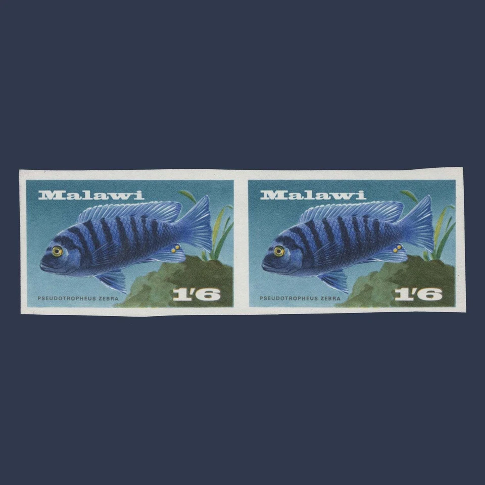 Malawi 1967 (Variedad) 1s6d Zebra Mbuna par imperfecto Foto 1 de 1