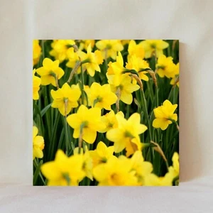 Dekorative Fliese 4" x 4" Untersetzer blühende Narzissen gelbe Blumen Narzissenfeld - Bild 1 von 10