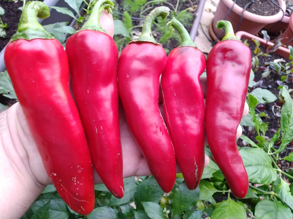 15 semi di peperone CORNO DI TORO ROSSO PICCANTE (+ omaggio ogni 5 acquisti) - Immagine 1 di 1