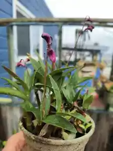 Dendrobium kingianum orchid 2 yr bare rooted flower color pink, and or magenta - Picture 1 of 10