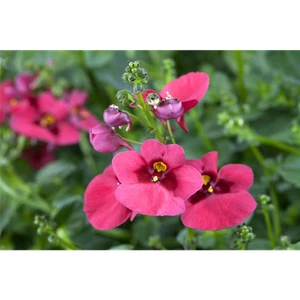 Diascia barberae, pink - Elfensporn, Blüte pink, im Topf 11 cm - 11 cm - Bild 1 von 3