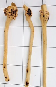 Aquarium natural Sava wood fish tank tree decoration aquascaping tall sticks - Picture 1 of 7