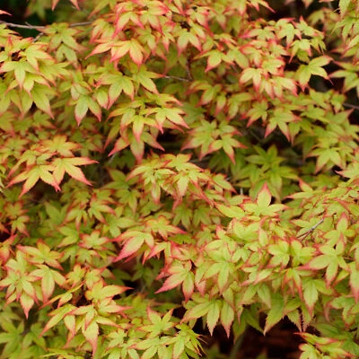 Acer palmatum - Japanese Maple | Gorgeous Deciduous Garden Plant Tree in Pot - Image 1 of 4