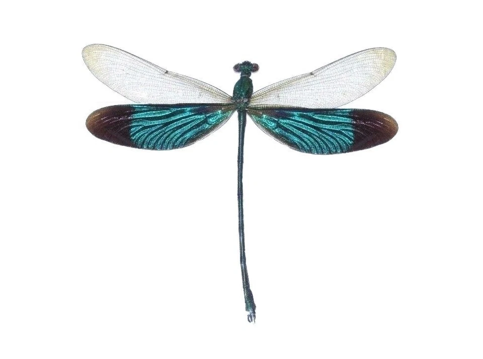 Neurobasis chinensis UNA LIBÉLULA VERDE REAL INDONESIA MONTADA EMPAQUETADA Foto 1 de 1