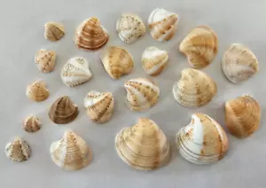 Conchiglie marine genere camaleonte 25-30 conchiglie abbondanti morte - Foto 1 di 7