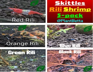 5 + 2 Pack Skittles Rili 🦐 - HIGH Grade - Neocaridina Freshwater Shrimp - Picture 1 of 10