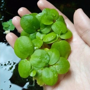 Frogbit (Limnobium Spongia) Live Aquarium Plants BUY 2 GET 1 FREE - Picture 1 of 84