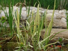 7x Wasserschwaden reinigende Teichpflanzen bis 60cm Wasserstand