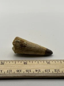 Spinosaurus 2” TOOTH  Teeth Dinosaur Fossil before T Rex Cretaceous SC 119 - Picture 1 of 5