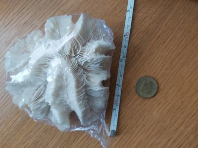 Real Dead Coral - Image 1 of 4