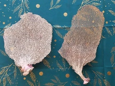 Lot De 2 Corails Ancien Mer Océan Objet Curiosité  - Photo 1/4